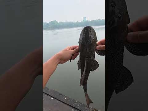 Ngày mưa gió