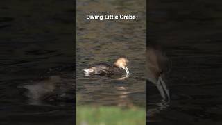 Diving Little Grebe
Diving Little Grebe Diving Little Grebe
