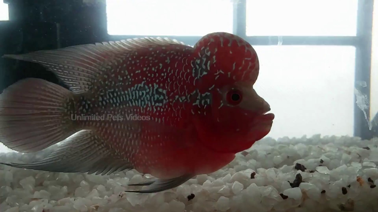 pets at home Biggest Humpy Head Flower Horn Fish