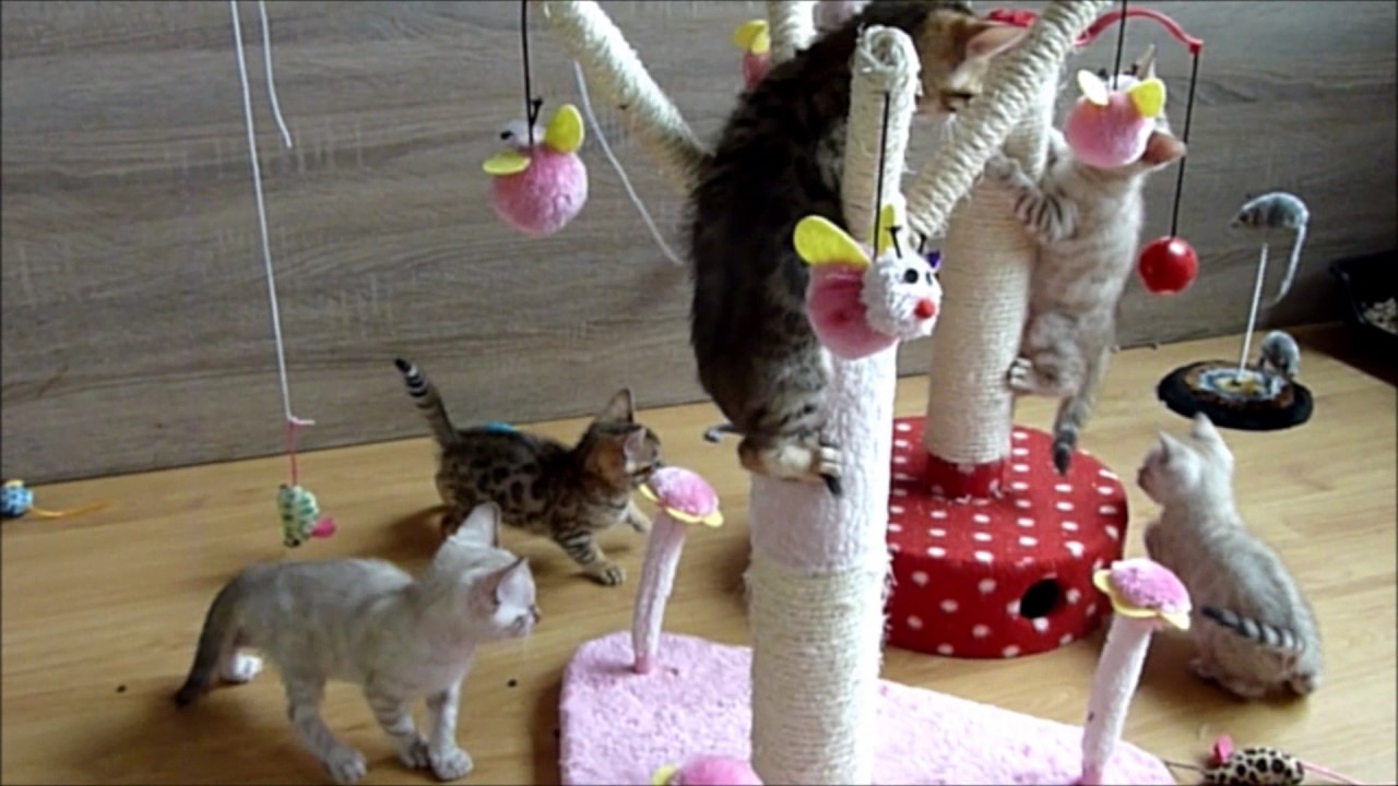 How to take care of Bengal cat kittens. Fun and games with Bengal cat kittens. - YouTube