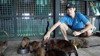 Burmese cats and burmese food at Inthar Heritage House  Inle Lake, Myanmar