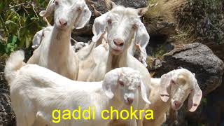 80 bakri 84 bheda bo mahajana |FAMOUS GADDI SONG|GADDI CHOKRA|GADDI SONGS||