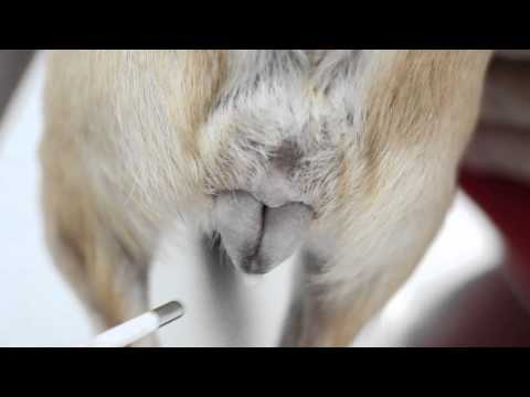 Video: Pyometra: Gejala dan Rawatan dalam Anjing