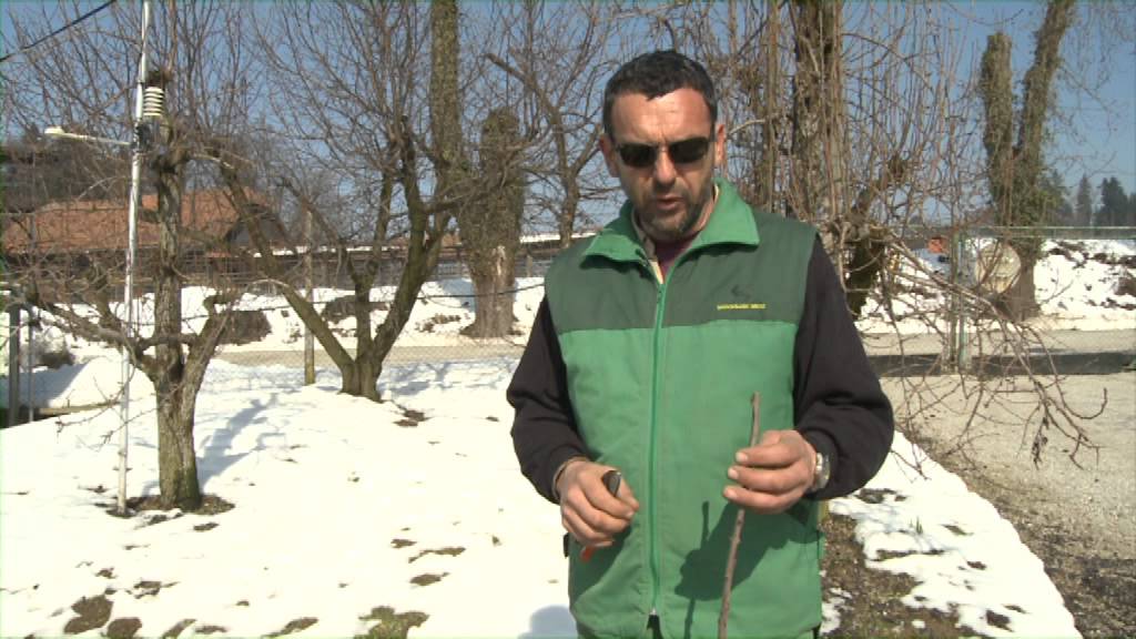 Vzgoja sadike sadnega drevja ( Z Golico na vas)