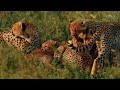 AFRICAN SAVANNA | World's Deadliest Battles for Survival (Full Episode) | Wildlife Documentary