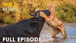 AFRICAN SAVANNA | World's Deadliest Battles for Survival (Full Episode) | Wild Animals