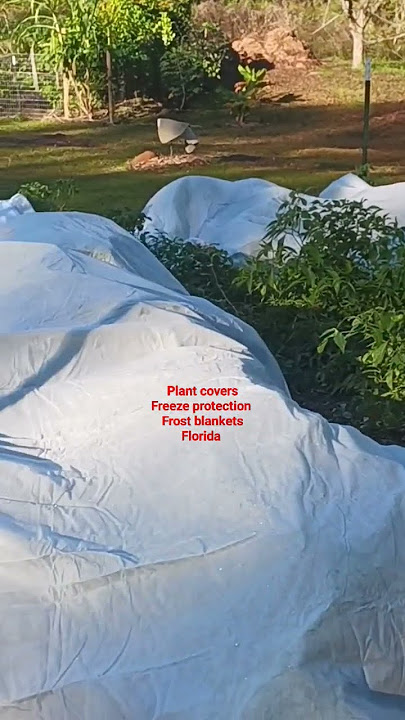 Cover up # Anti- freeze cloth #gardening