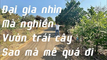Chú già rồi bán mảnh vườn trái cây taam huyết tại bà rịa Vũng tàu nhìn mà mê quá đi