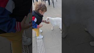 The tiny baby jumps with joy when he feeds the hungry stray cats.