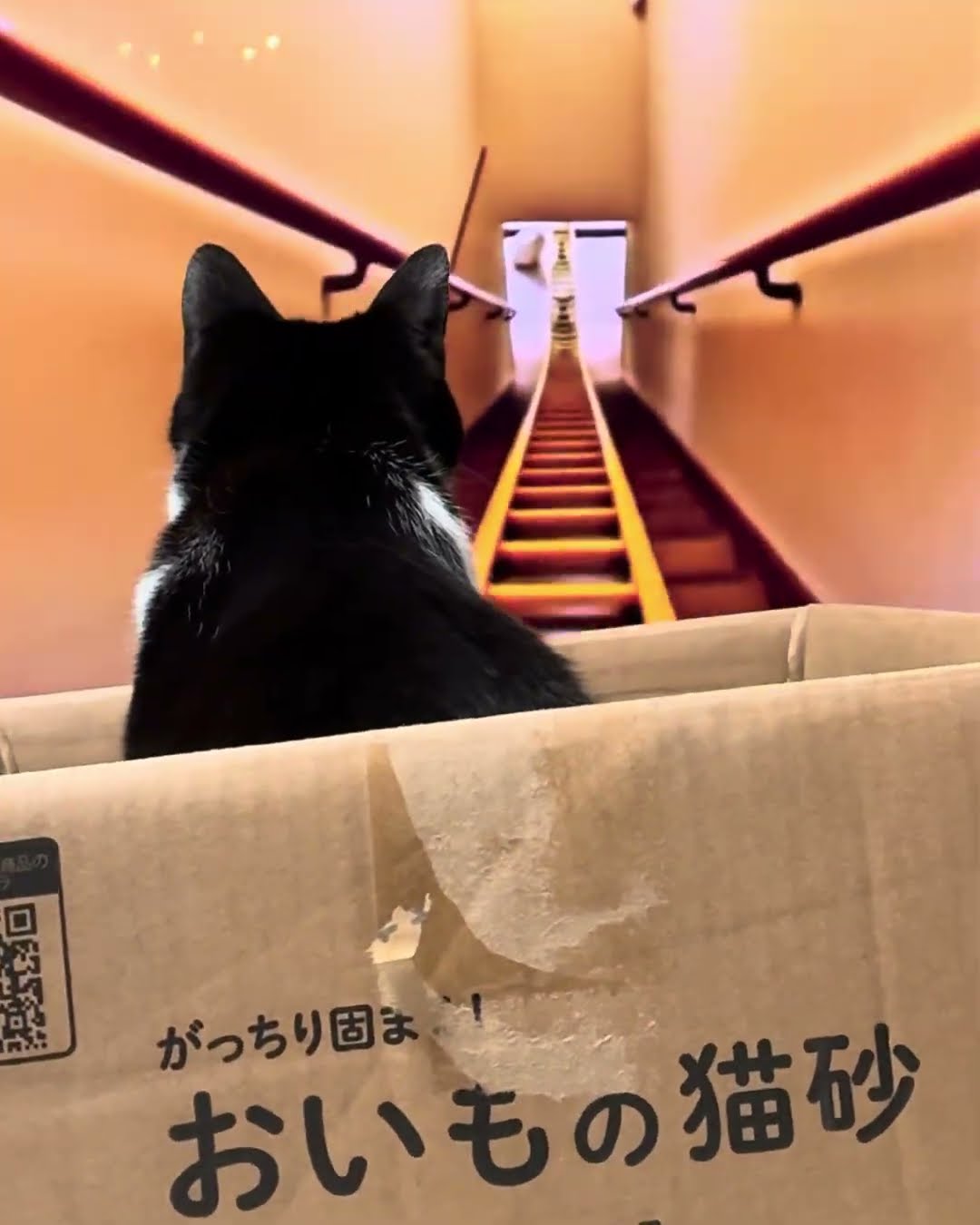 猫のジェットコースター #cat #猫のいる暮らし #うちの猫が一番