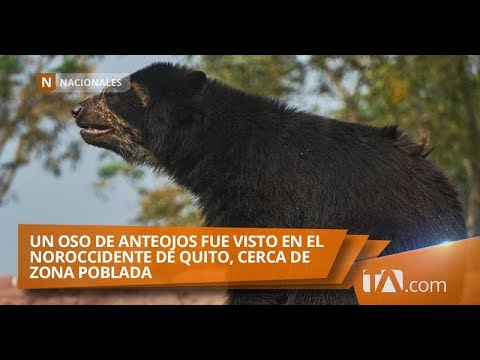 Un oso de anteojos fue visto en el noroccidente de Quito -Teleamazonas
