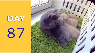 DAY 87 - Baby Kittens after Birth | Emotional