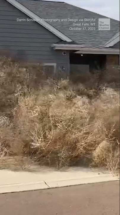 Great Falls neighborhood overwhelmed by tumbleweeds