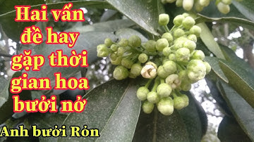 Nguyên nhân hoa bưởi bị dị dạng và lá bị đốm trắng thời gian tháng 2.