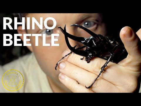 A Gentle Giant? ft. Rhino Beetle