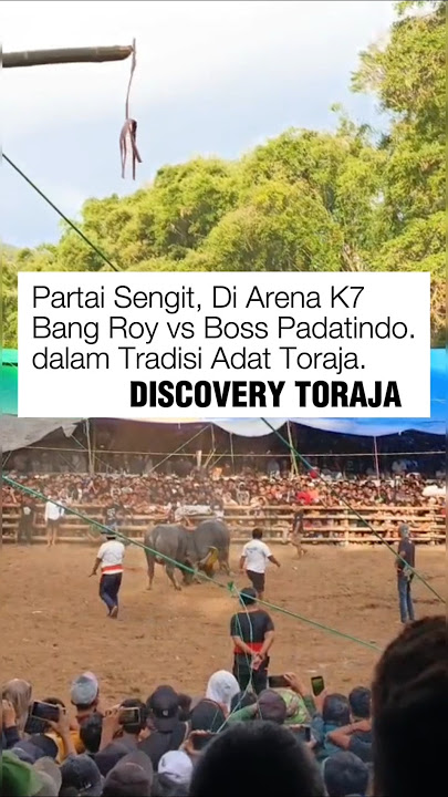Arena K7. Partai Utama Bang Roy vs Boss Padatindo (Win) #torajaunik #budaya #indonesia