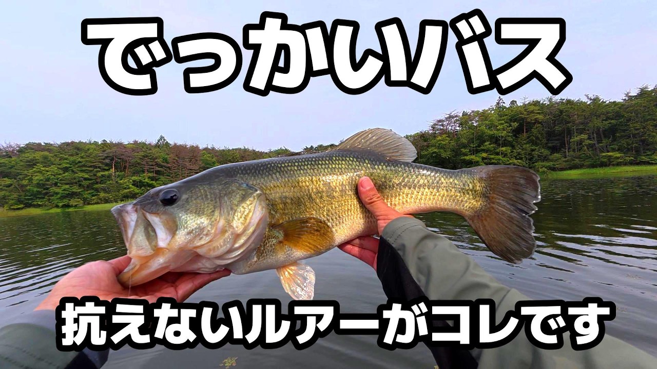 このルアーは初夏のデカバスも抗えない。6月 7月 バス釣り - YouTube このルアーは初夏のデカバスも抗えない。6月 7月 バス釣り - YouTube