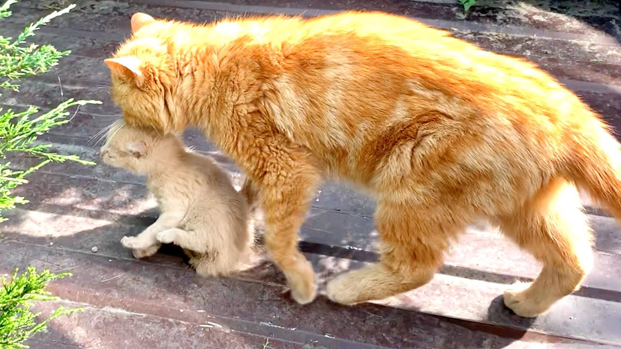 Momma cat carries kittens to a new place YouTube