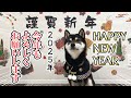 年末年始はごちそういっぱいでテンションぶち上げの豆柴が可愛い