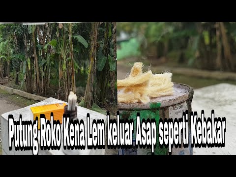 What Jual Lem Alteco