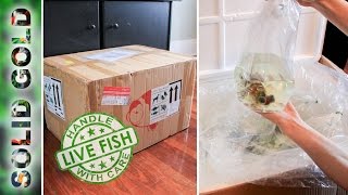 EPIC Dandy Orandas Live Goldfish Unboxing