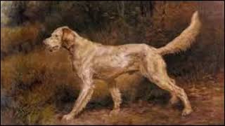 The American Book Of The Dog  The English Setter