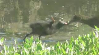 Moorhen female chick Gallinula chloropus | British Birds UK