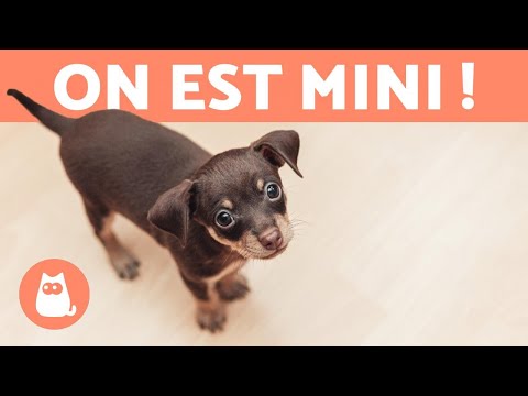 RACES DE CHIENS MINIATURES ou TOY 🐶 TOP 10