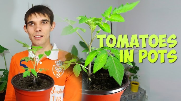 Cum Sa Cultivi Rosii Cherry In Ghiveci