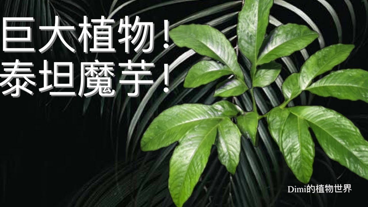 家里养巨大植物 泰坦魔芋 Amorphophallus Titanum Youtube