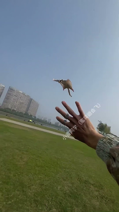 Can Your Pet Fly? This Sugar Glider Can! #pets #cute #funny #animals