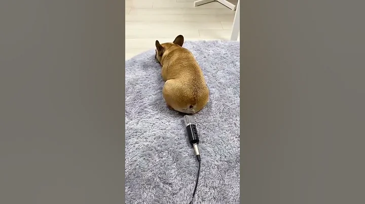 Dog FARTS into microphone and scares itself #shorts