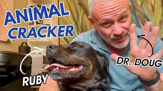 OLD ROTTWEILER ~ MADLY in LOVE with her CHIROPRACTOR! (PART 9)