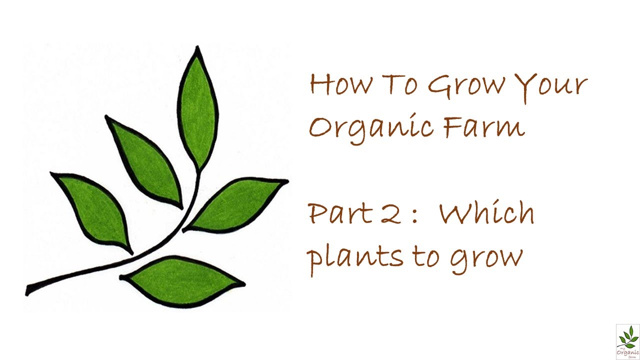 How To Start An Organic Garden Plants To Grow YouTube How to start an organic garden plants to grow youtube