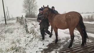Купили малышку привезли домой