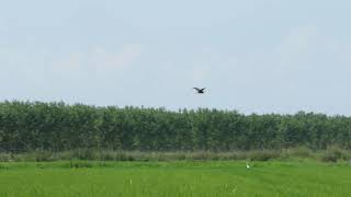 Un Raro Airone Marrone A Rare Brown Heron Birdwatching Wildlife Photography - Fabulous Outdoors