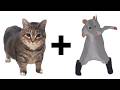 MEMES X RAT DANCE Chess Type Beat MEMES X RAT DANCE Chess Type Beat