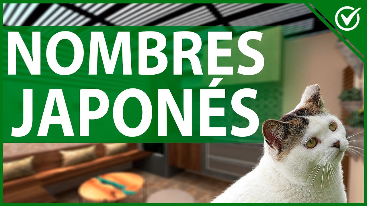🐱 Nombres Originales para Gatos en Japonés y su Significado 🐱㊗️ YouTube