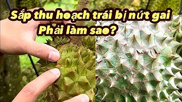 Sầu riêng giai đoạn trái trên 100 ngày đi đọt mạnh phải làm sao?