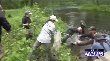 Atlantic Salmon release hopes to bolster population of endangered species