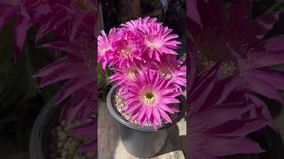 Cactus Bloom Echinopsis Maria Piazza