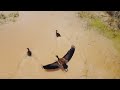 patos selvagens! filmagens com drone!