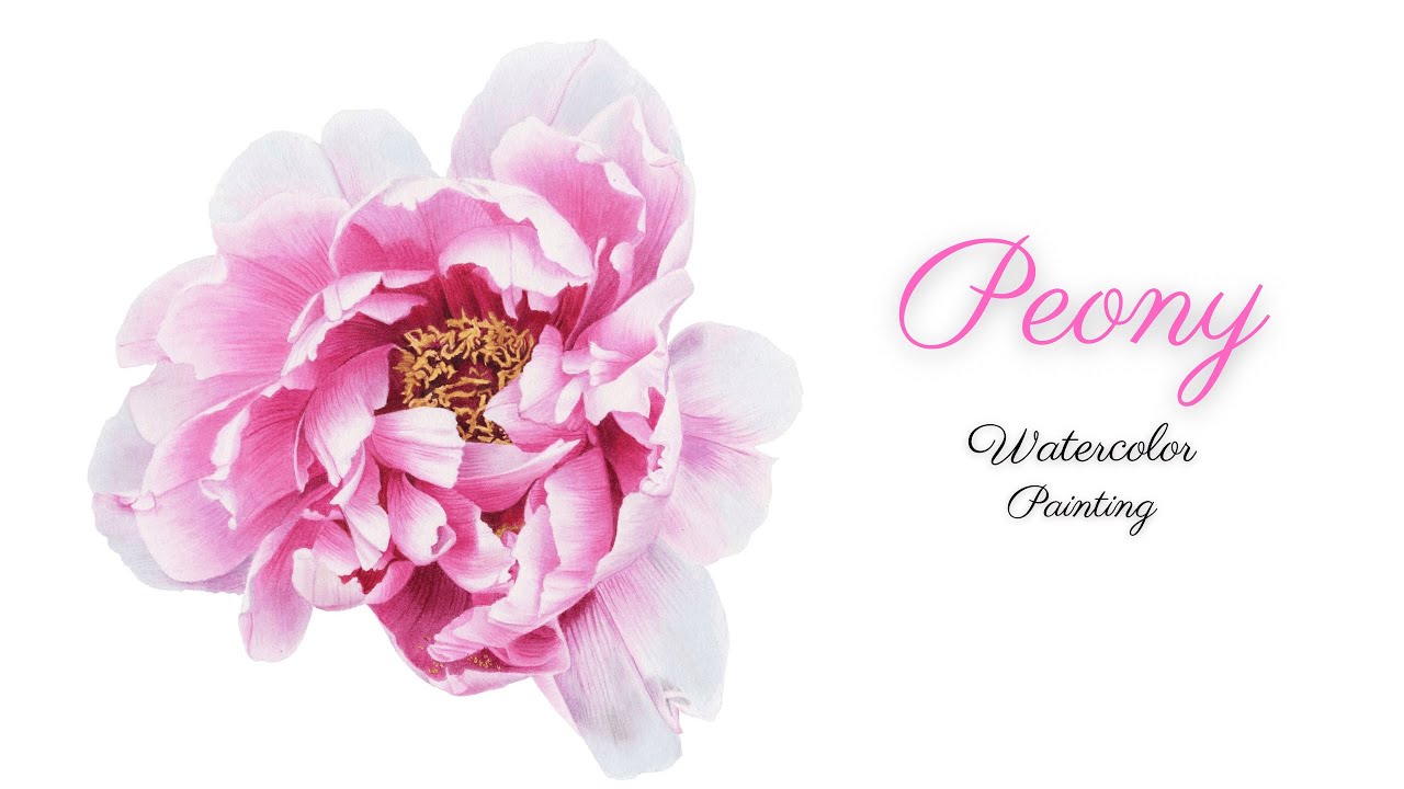 How to paint a Peony flower with Watercolors I Watercolor painting tutorial