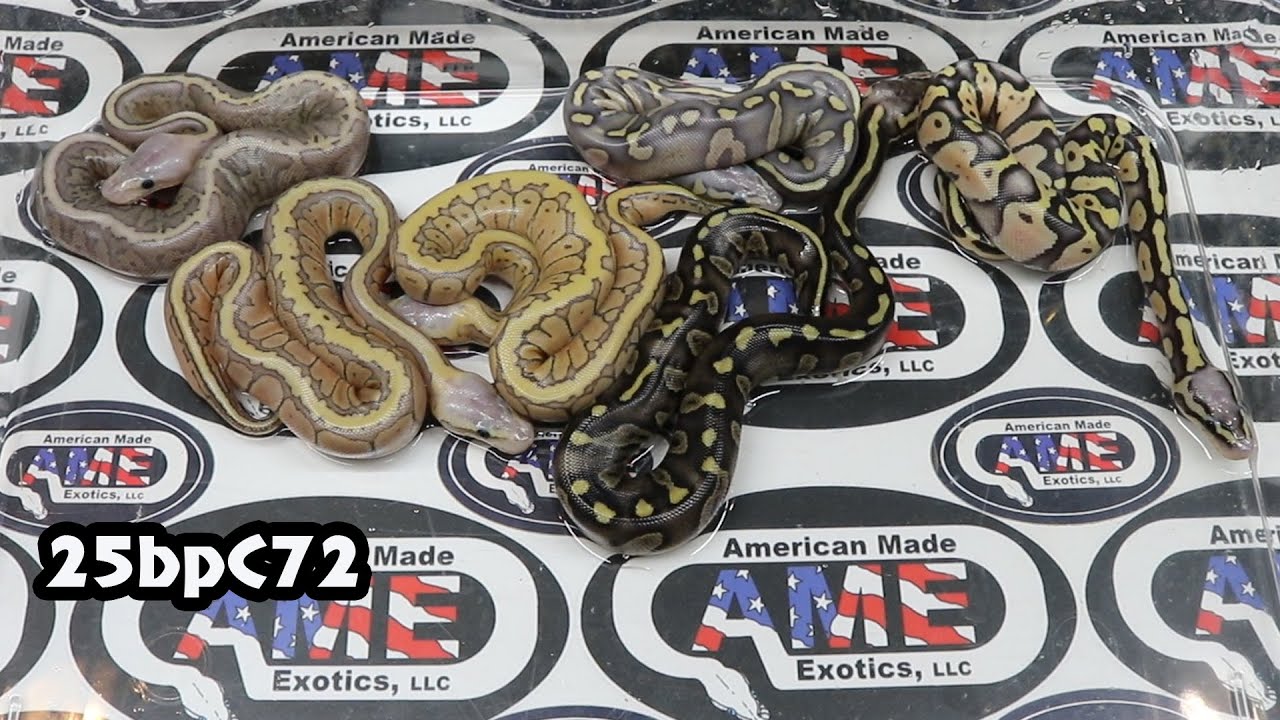 25bpC72 fm Super Chocolate Pinstripe Het Hypo Het DG ​ x m Pastel Chocolate DG Hypo