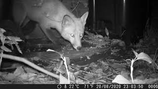 fox 2