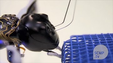 Bionic ants could be tomorrow