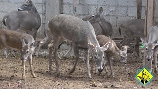 Criadero de 🦌 VENADO COLA BLANCA y BLACK BUCK