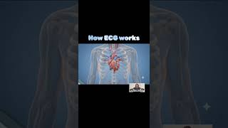 How ECG works!!!