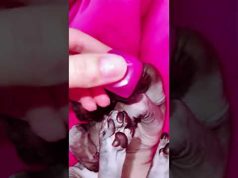 Лысая кошка сфинкс заболела