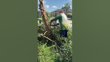 Tree Removal & Palm Tree Installation | Top Lawn Pros | Florida Landscape Transformation Experts